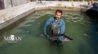 پرورش ماهیان خاویاری - کلات نادری 