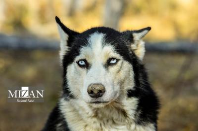 پرورش ماهیان خاویاری - کلات نادری 