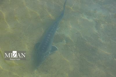 پرورش ماهیان خاویاری - کلات نادری 