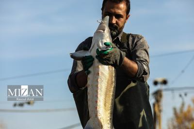 پرورش ماهیان خاویاری - کلات نادری 