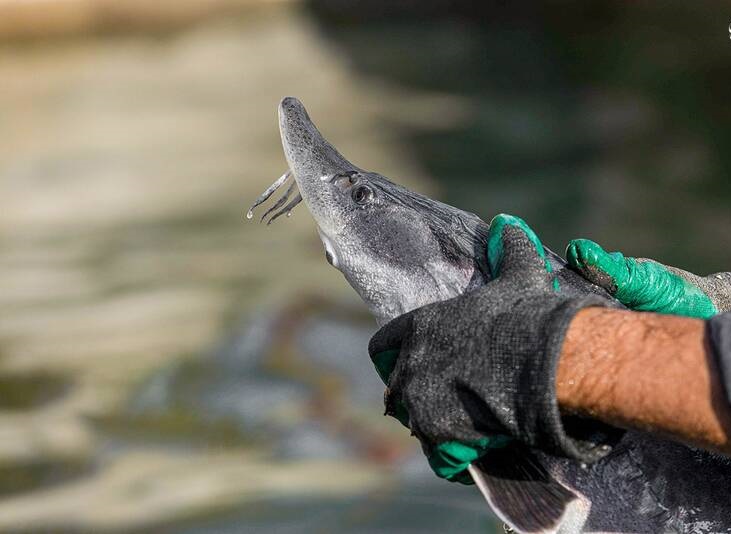 پرورش ماهیان خاویاری - کلات نادری 