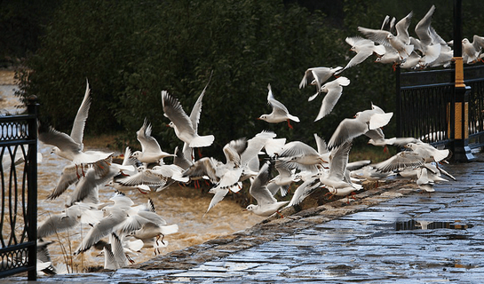 کاکایی‌ها مهمان رودخانه چالوس /عکس