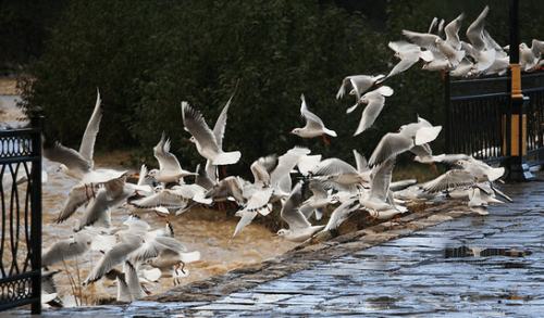 کاکایی‌ها مهمان رودخانه چالوس /عکس
