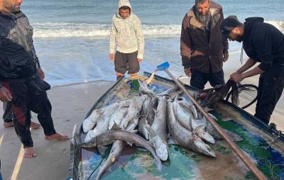 بازگشت صیادان غزه به دریا