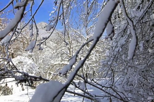  هیرکانی در آغوش زمستان /عکس