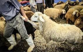 قیمت جدید دام‌زنده ۱۲ دی‌ماه