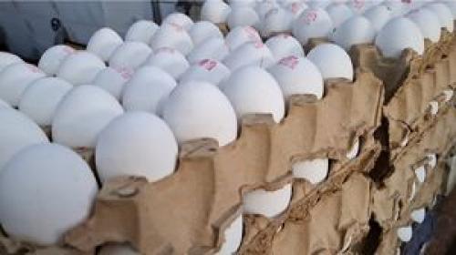یک شانه ۳۰تایی تخم مرغ در استان تهران چند؟