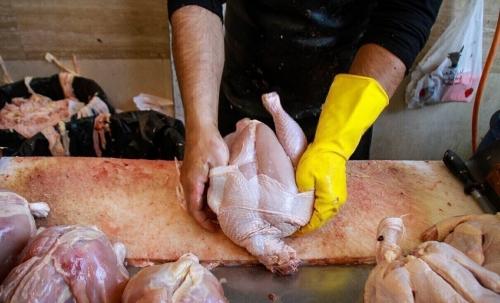 شیب نزولی قیمت در بازار مرغ