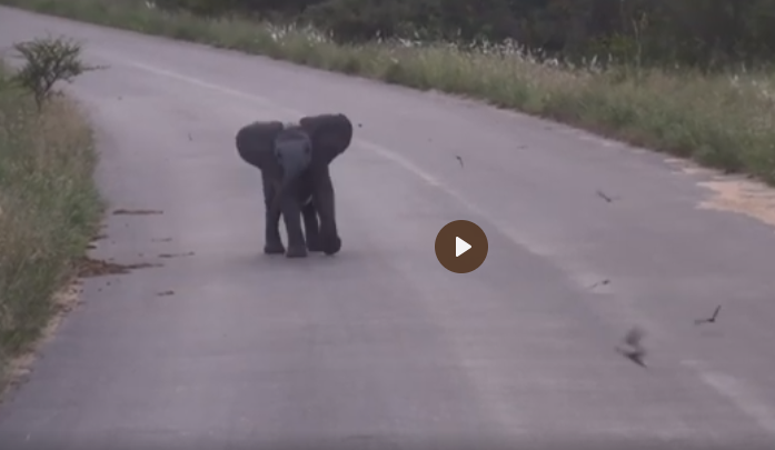 درگیری جالب بچه فیل تازه‌ متولدشده با پرستوها /فیلم