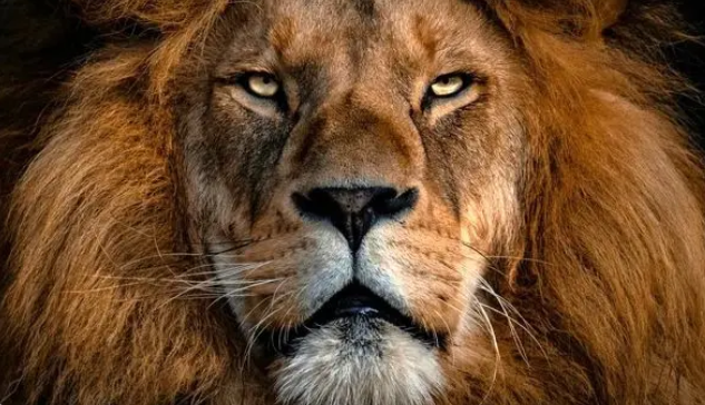  مسابقه بین سلطان جنگل و یوزپلنگ /فیلم