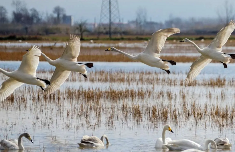 مازندران میزبان قو‌های آوازخوان / عکس