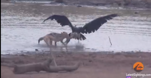  شکار یک لک لک بزرگ آفریقایی توسط شغال/فیلم