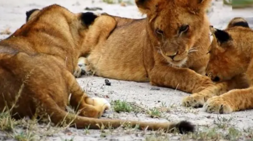 هزارپای سمج که تلاش می کند از دم شیر بالا برود /فیلم