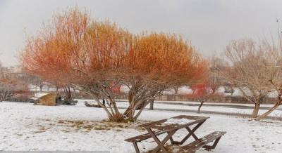 بارش برف زمستانی در ارومیه /عکس