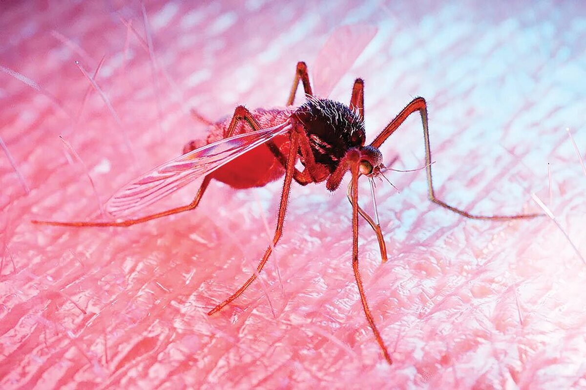  پشه‌ها خونخوارتر شده‌اند! 