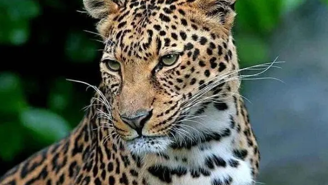  پلنگ زیبای ایرانی در میان برف /فیلم