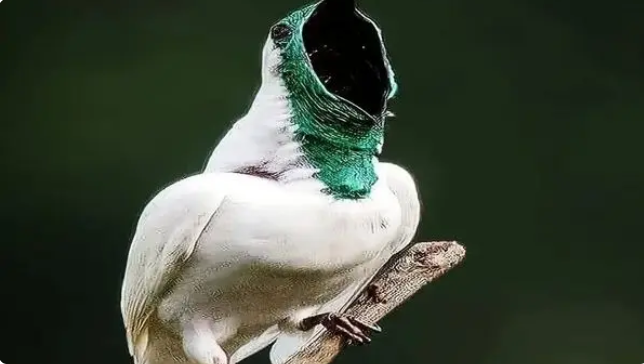 پرنده ای با صدای اره برقی /فیلم