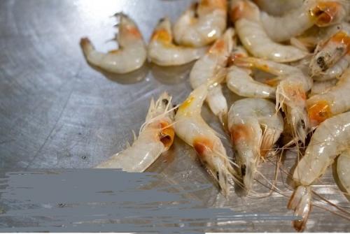 تولید میگو در کشور افزایش یافت