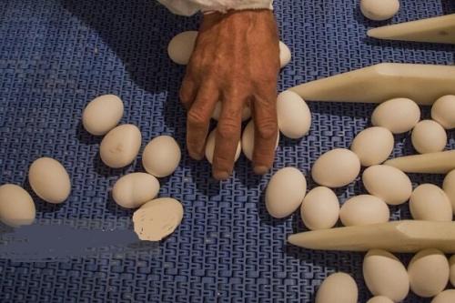 نوسان قیمتی بازار تخم‌مرغ روزانه شد