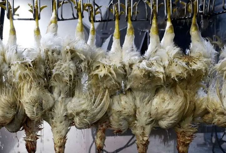 کشتارگاه مرغ گوشتی  /عکس