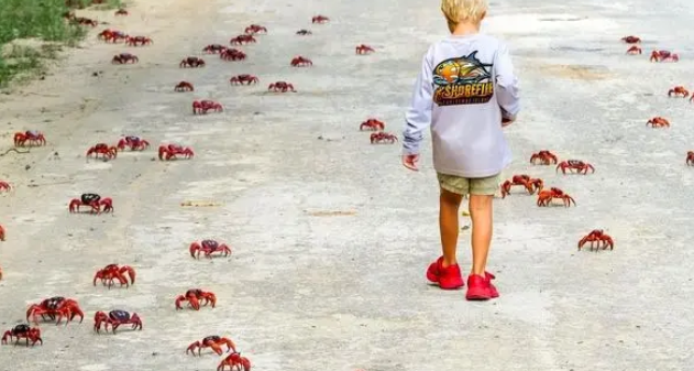 راهپیمایی میلیونی بچه‌خرچنگ‌های قرمز / فیلم