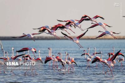 فلامینگوها میهمان آبهای گرم خلیج فارس