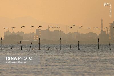 فلامینگوها میهمان آبهای گرم خلیج فارس