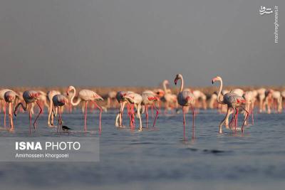 فلامینگوها میهمان آبهای گرم خلیج فارس