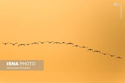 فلامینگوها میهمان آبهای گرم خلیج فارس