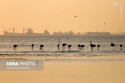 فلامینگوها میهمان آبهای گرم خلیج فارس
