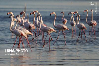 فلامینگوها میهمان آبهای گرم خلیج فارس