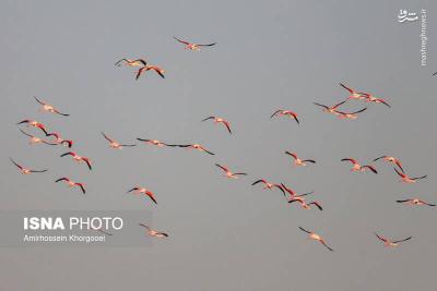 فلامینگوها میهمان آبهای گرم خلیج فارس