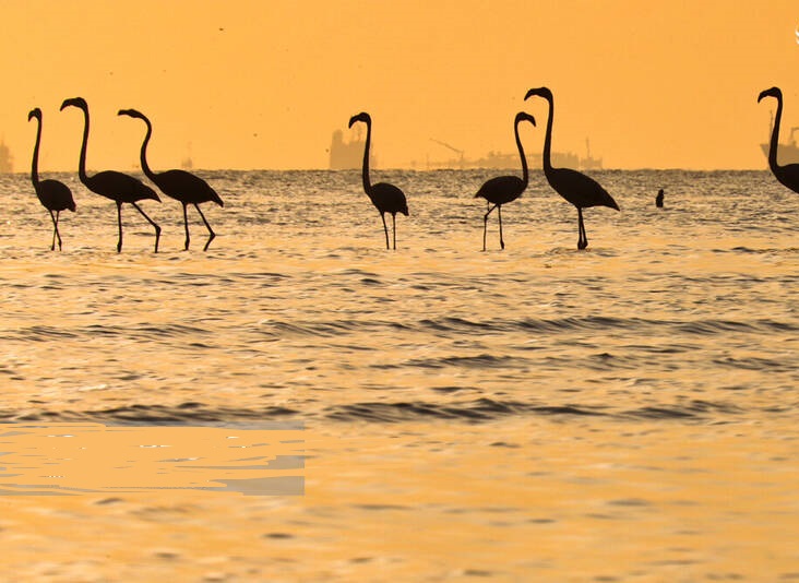 فلامینگوها میهمان آبهای گرم خلیج فارس