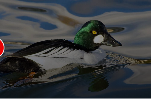 پرنده کمیاب درگیلان