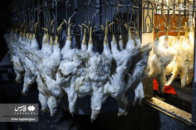 کشتارگاه مرغ به روایت تصویر