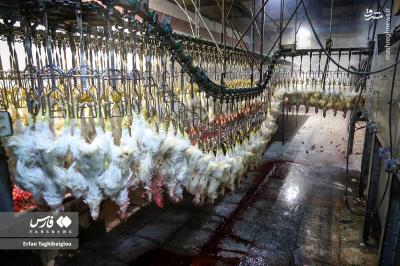 کشتارگاه مرغ به روایت تصویر