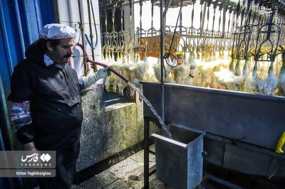 کشتارگاه مرغ به روایت تصویر