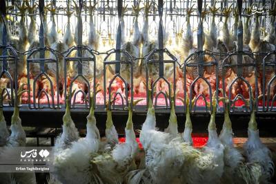 کشتارگاه مرغ به روایت تصویر