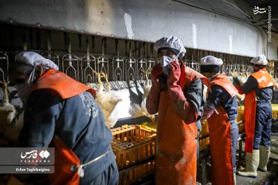 کشتارگاه مرغ به روایت تصویر