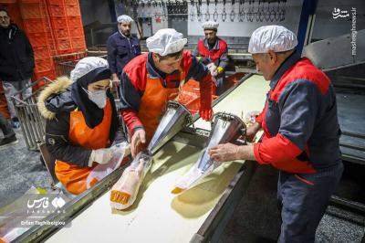 کشتارگاه مرغ به روایت تصویر