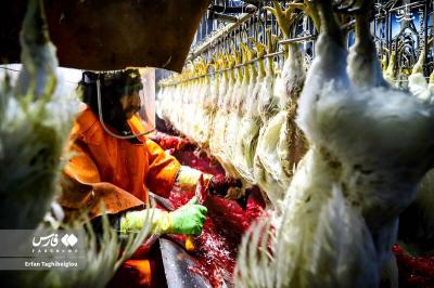 کشتارگاه مرغ به روایت تصویر