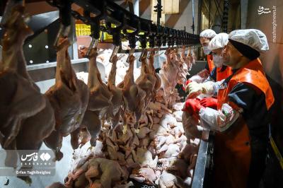 کشتارگاه مرغ به روایت تصویر