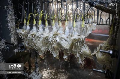 کشتارگاه مرغ به روایت تصویر