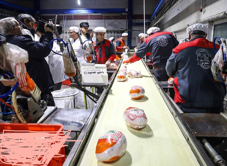 کشتارگاه مرغ به روایت تصویر