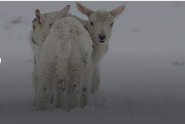 شادی یک بزغاله دردل برف