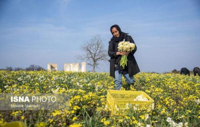 برداشت گل نرگس درساری