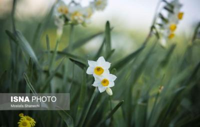 برداشت گل نرگس درساری