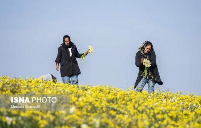 برداشت گل نرگس درساری