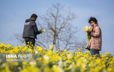 برداشت گل نرگس درساری