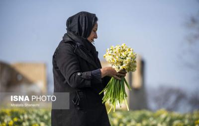 برداشت گل نرگس درساری